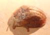 Hypocassida sp.